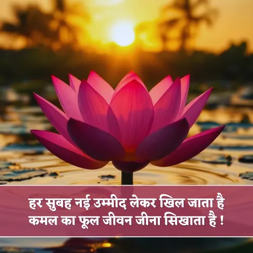 Kamal Ka Phool Shayari Kamal Ka Phool Shayari