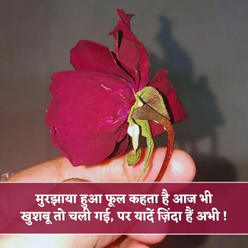 Murjhaya Hua Phool Shayari Murjhaya Hua Phool Shayari